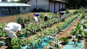野菜栽培の様子 野菜栽培の様子