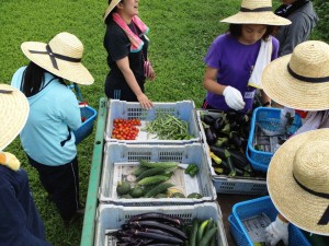 野菜収穫の様子 野菜収穫の様子