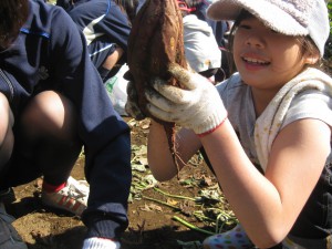 芋ほりの様子②