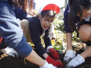 芋ほりの様子①