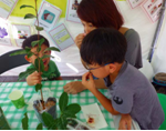 親子でお茶の木を観察する様子